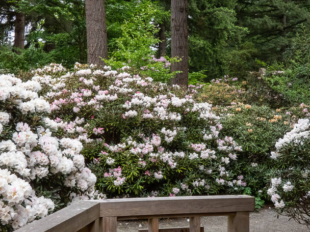розовый рододендрон растет в весеннем саду штата Вашингтон
 - Фото, изображение