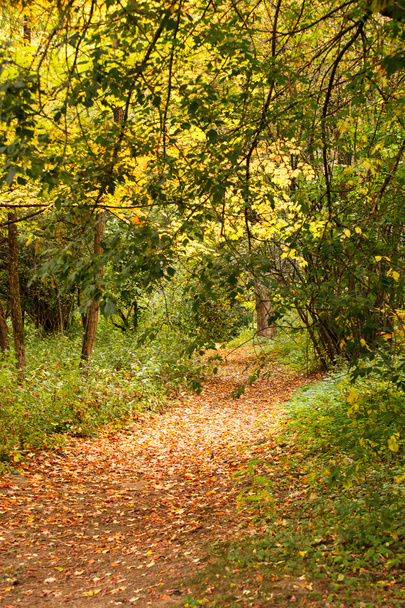 Jesienny ogród - Zdjęcie, obraz