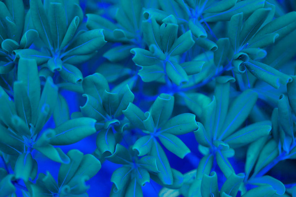 Interessante planten van neon klassieke blauwe achtergrond. Kleur van het jaar 2020 - Foto, afbeelding