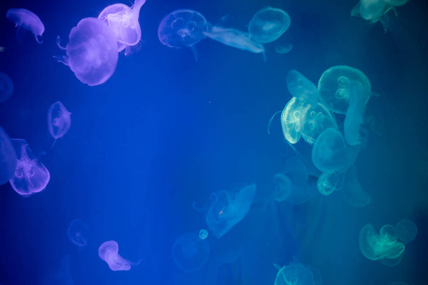 Jellyfish that lie under the deep sea. - Valokuva, kuva