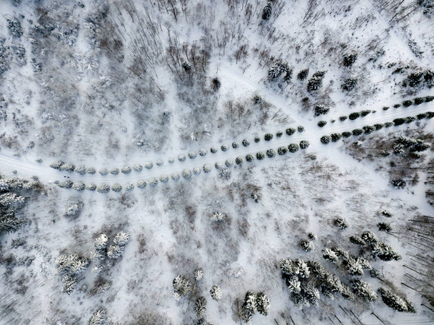 Aerial view of snow covered fir trees - Photo, Image