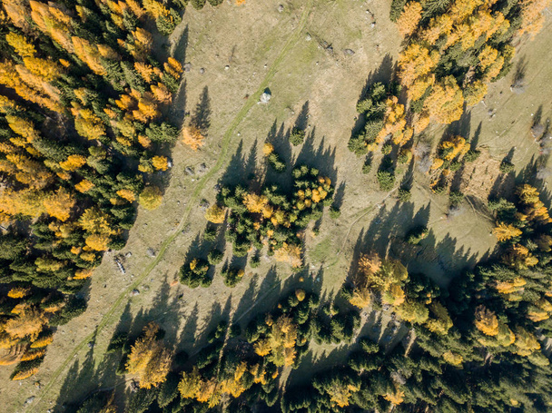 Luftaufnahme von gelben Bäumen im Herbst - Foto, Bild