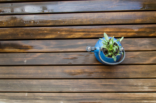 Öreg kék teáskanna zöld növényekkel. Teáskanna fából készült erkélyen - Fotó, kép
