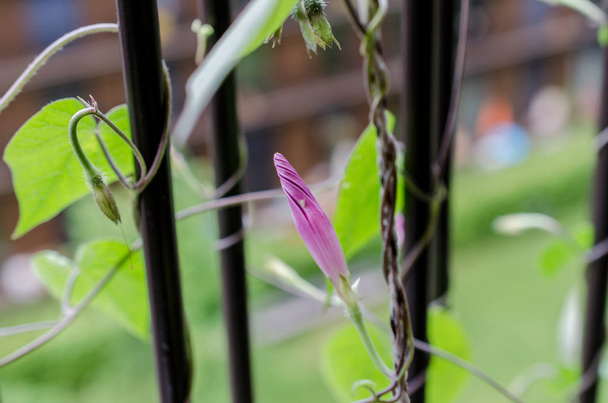 Nahaufnahme von Bindweed-Blume mit geschlossener Blüte - Foto, Bild