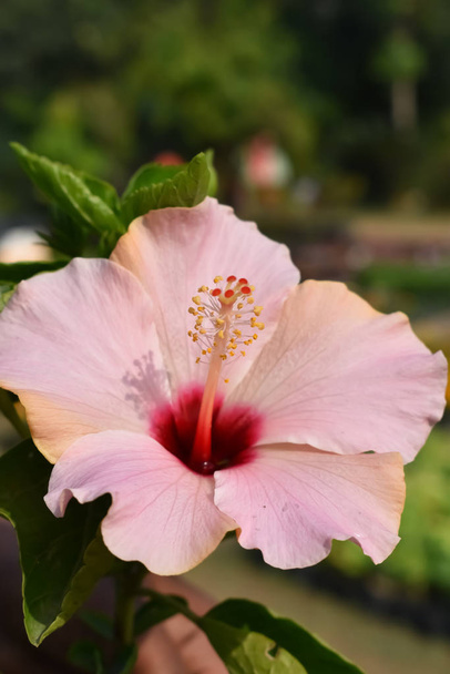 foto de flores pétalas rosadas
 - Foto, imagen