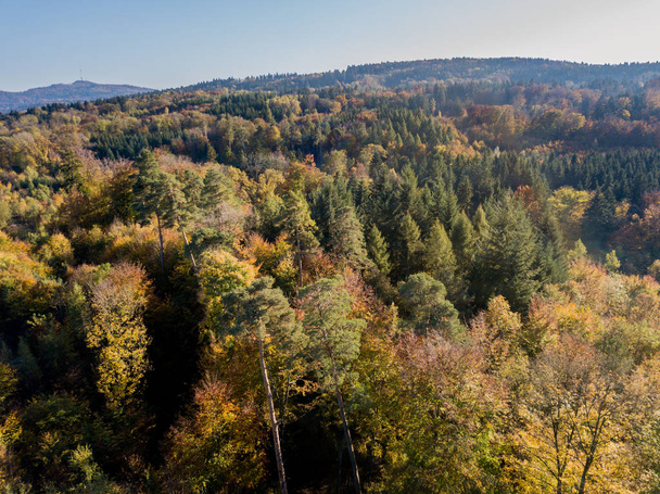 Vista aérea de árvores amarelas no outono
 - Foto, Imagem
