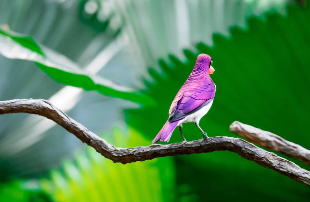 Violet-backed Starling Cinnyricinclus leucogaster, also known as - Photo, Image