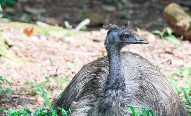 Emu bird Dromaius novaehollandiae. Close up shot of EMU bird - Фото, изображение