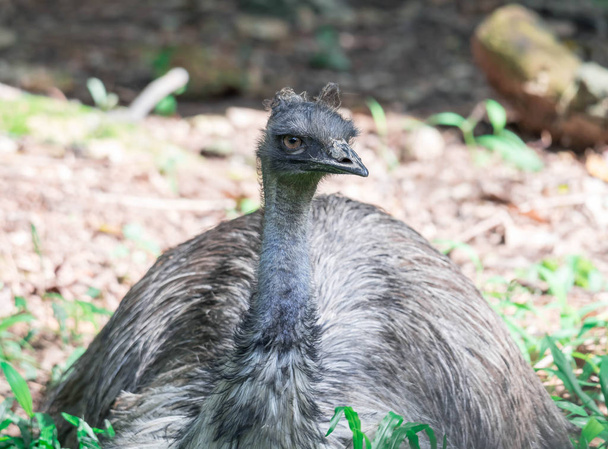 Emu bird Dromaius novaehollandiae Постріл птаха Ему. - Фото, зображення