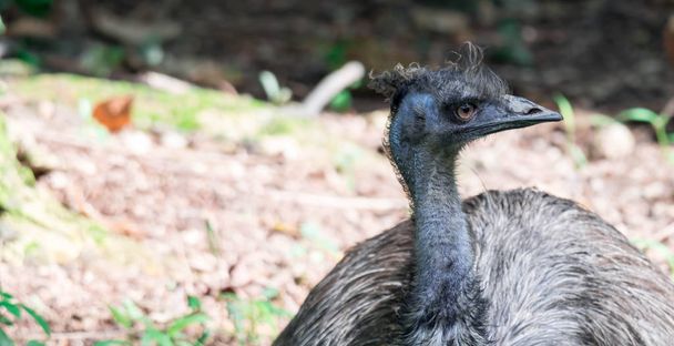 emu bird dromaius novaehollandiae. Nahaufnahme des Emu-Vogels - Foto, Bild