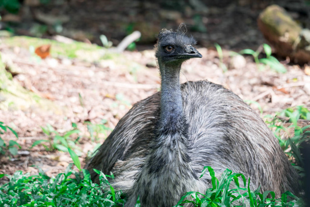 Emu madár Dromaius novaehollandiae. Közelkép az Emu madárról. - Fotó, kép
