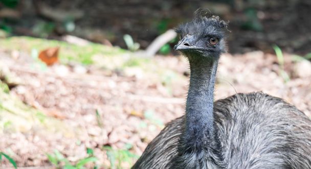 Emu bird Dromaius novaehollandiae. Close up shot of EMU bird. Em - Photo, Image