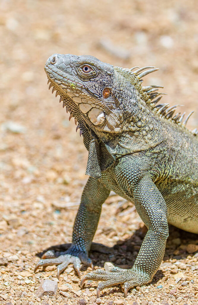 Cierra la cabeza de iguana verde y las patas delanteras
 - Foto, imagen