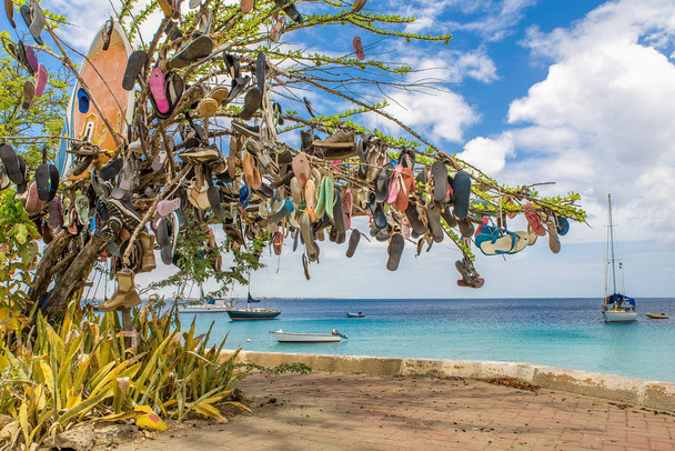 Árbol decorado con zapatillas en la costa de Bonaire
 - Foto, imagen