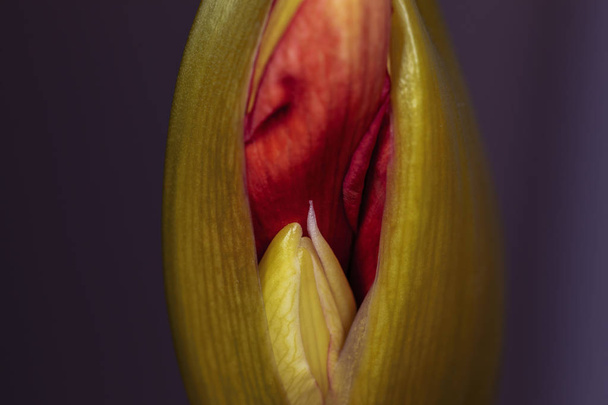 Le détail du bourgeon floral de l'amaryllis rouge
 - Photo, image