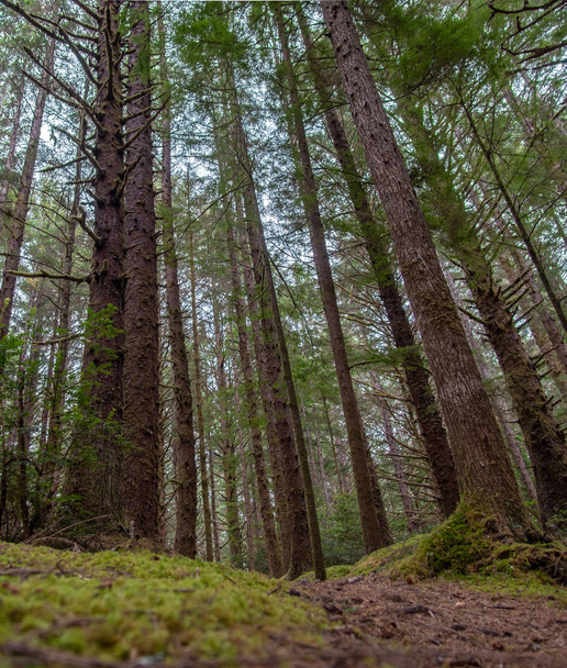 Rain forest trees along Oregon Coast Trail - Фото, изображение