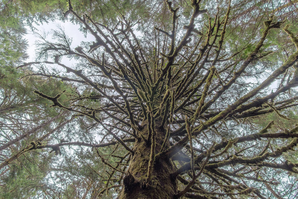 Mossy tree limbs - Фото, изображение