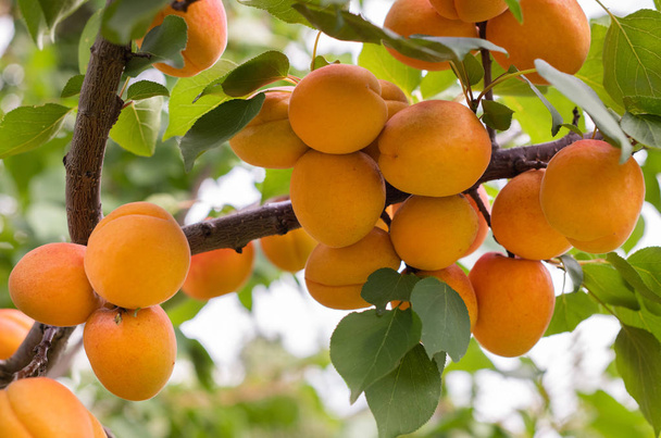 Ripe apricots in the orchard - Photo, Image