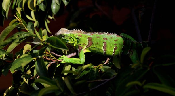 Ağaçtaki iguana kertenkelesi - Fotoğraf, Görsel