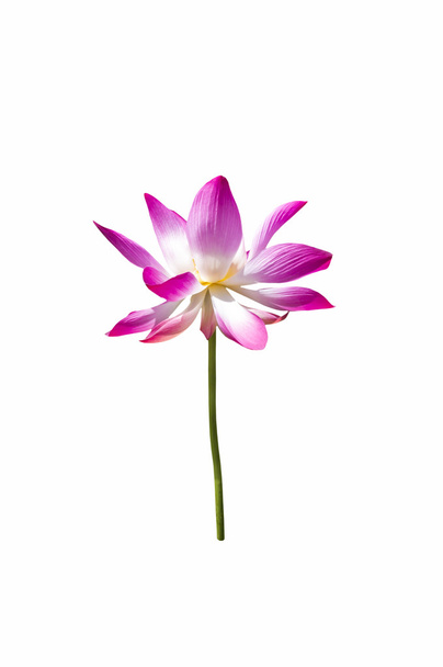 krásný Růžový lotos - Fotografie, Obrázek