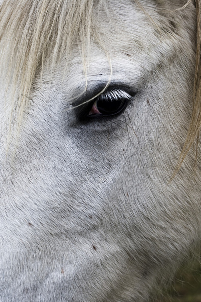 άλογο μάτι - Φωτογραφία, εικόνα