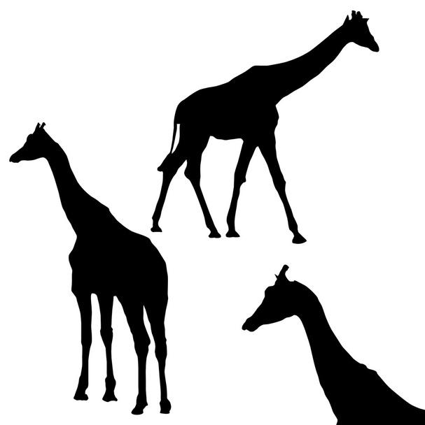 Giraffes - Vektor, obrázek