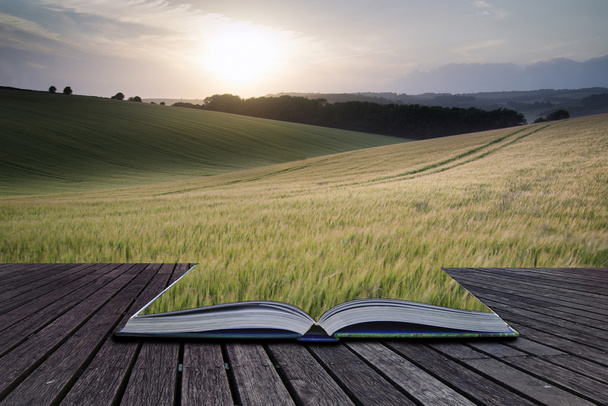 Креативные концептуальные страницы книги Летний пейзаж пшеницы
 - Фото, изображение