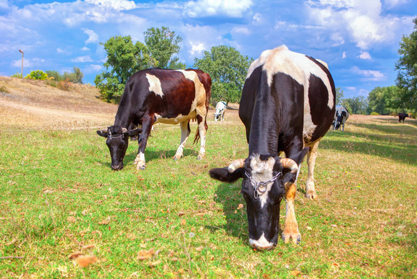 βοσκότοποι με αγελάδες βοσκής - Φωτογραφία, εικόνα