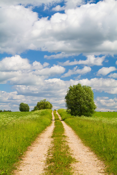 Road through the meadow - Zdjęcie, obraz