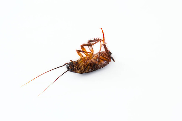 Primer plano de una cucaracha muerta aislada sobre un fondo blanco puro
 - Foto, Imagen