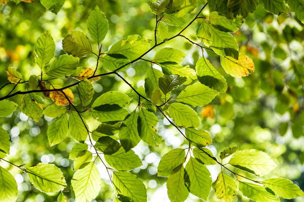 όμορφα πράσινα φύλλα - Φωτογραφία, εικόνα