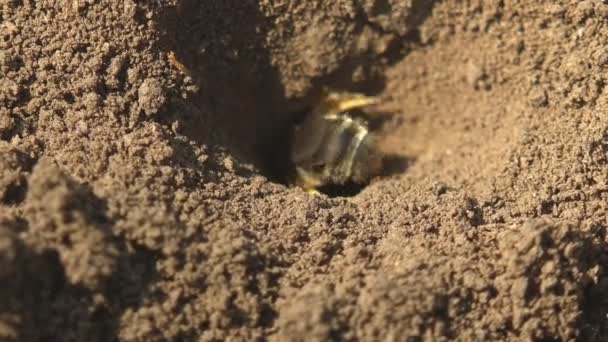 Jonge honingbij, die uit een ei komt, gluurt uit een gat in de grond waar eieren worden gelegd. Macro-view van insecten in het wild - Video