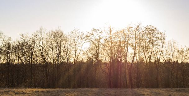 солнечный зимний день над медом возле молодого леса
 - Фото, изображение