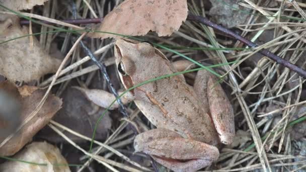 European Common Brown Frog, Rana temporaria, Common Frog zit op geel blad in het herfstbos. Bekijk Macro reptiel in de natuur - Video