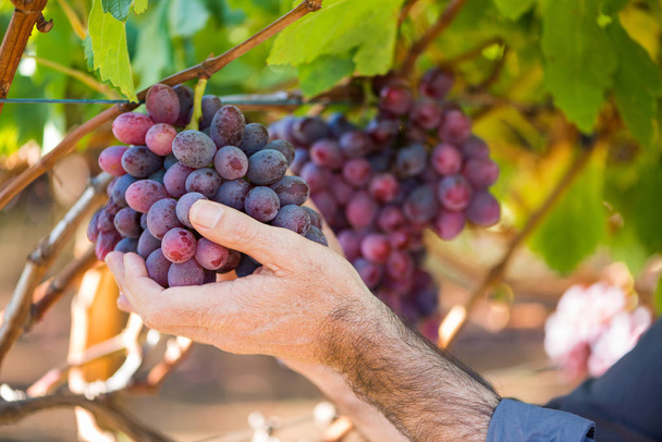 Close-up male hands picking bunch of red grapes. Seasonal harvesting ripe grapes in countryside garden. Traditional and natural wine industry. Bunch of grapes on grapevine with green leaves - Φωτογραφία, εικόνα