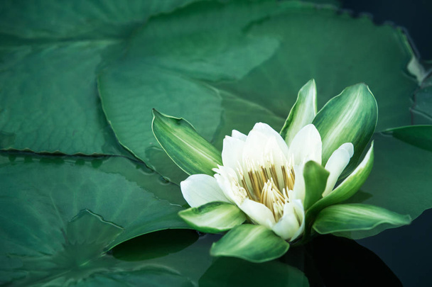 White lotus with yellow pollen on surface of pond. - Photo, Image