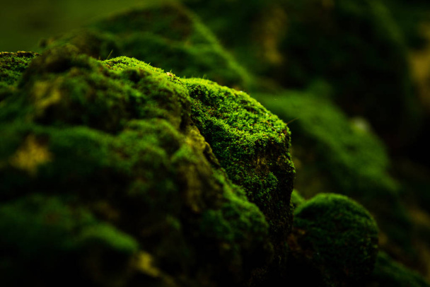 Gyönyörű zöld moha a padlón tapéta háttér. - Fotó, kép