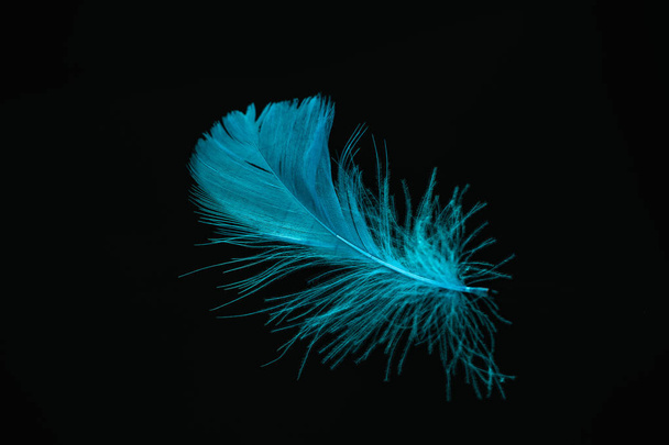 デザインの質感のための美しい青い鳥の羽のパターン。黒の背景に隔離 - 写真・画像