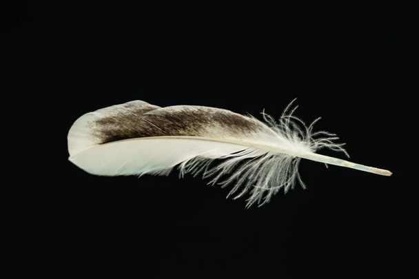 Όμορφο σχέδιο φτερών πουλιών πάπιας για τη σχεδιαστική υφή. Απομονωμένο σε μαύρο φόντο - Φωτογραφία, εικόνα
