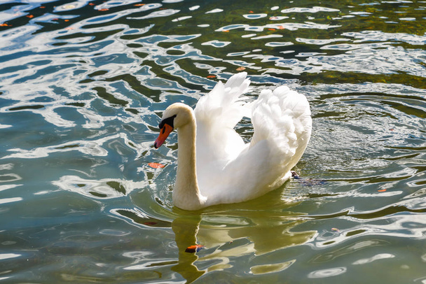 Hermoso cisne en el estanque en primavera
 - Foto, Imagen