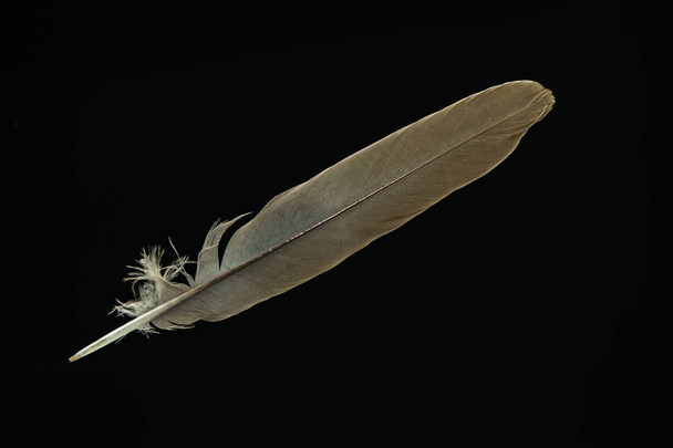 Magnifique motif de plume d'oiseau gris pour une texture design. Isolé sur fond noir
 - Photo, image