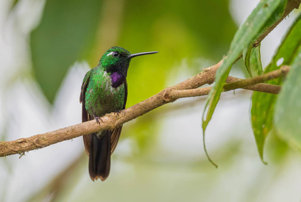 Purple-bibbed Whitetip - Urosticte benjamini, όμορφο πράσινο κολιμπρί από τις δυτικές πλαγιές των Άνδεων, Mindo, Εκουαδόρ. - Φωτογραφία, εικόνα