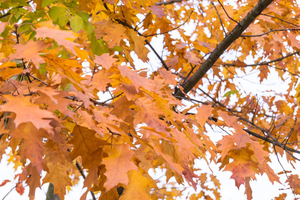 schöne Bäume mit gelben Blättern im Herbst im Garten  - Foto, Bild