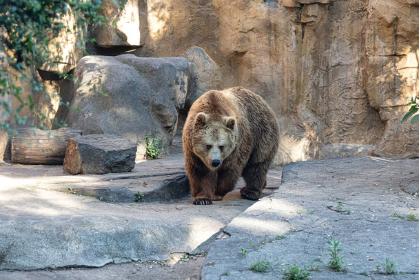Medvěd hnědý kráčí ve skalách - Fotografie, Obrázek