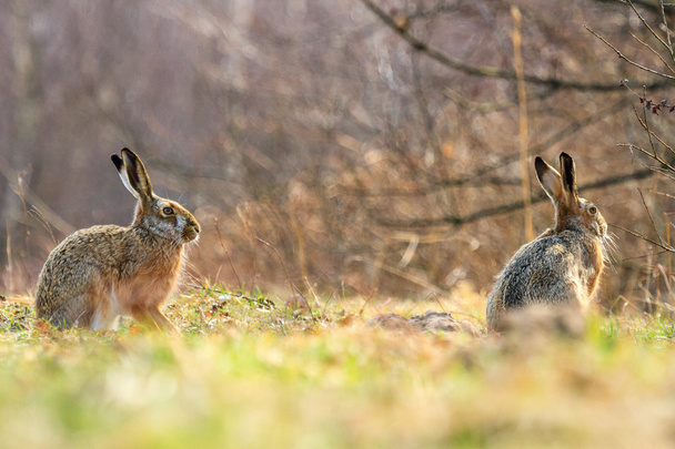 Cute grey hares - Photo, Image