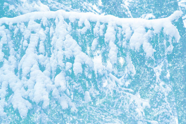 Bosque de invierno congelado con árboles cubiertos de nieve - Foto, Imagen