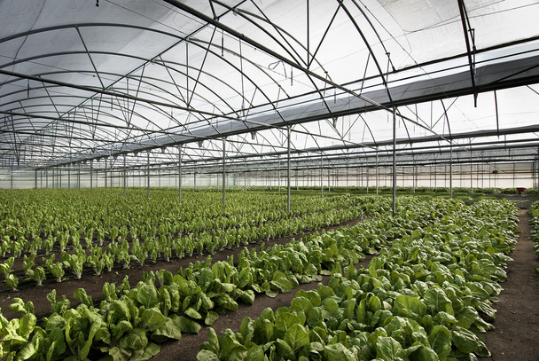 greenhouse - Photo, Image