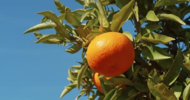 Mandarijn op de boom in een tuin. Kleurrijke citrusvruchten oogsten. - Video