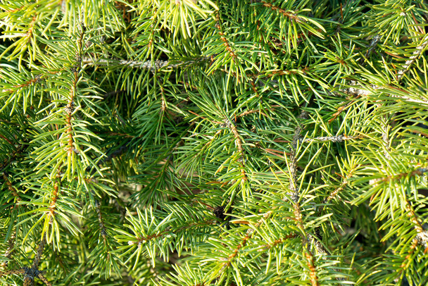 Ярко-зеленые колючие ветви меха или сосны - Фото, изображение