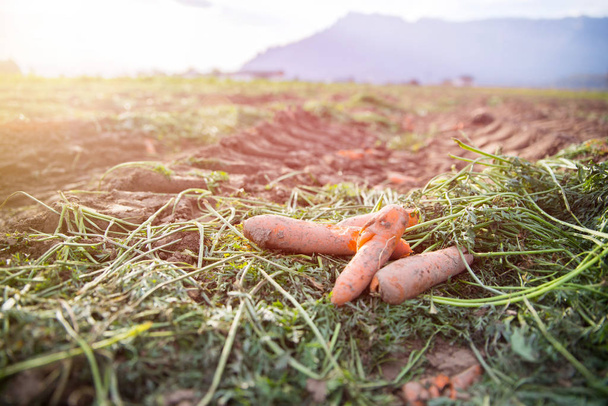 Organic carrots on an agriculture field, close up - Foto, imagen